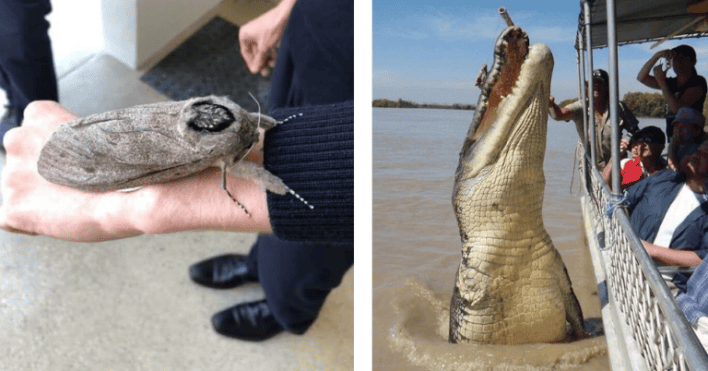 Terrifyingly 26 Terrifyingly Huge Things That Make People Deeply Uncomfortable